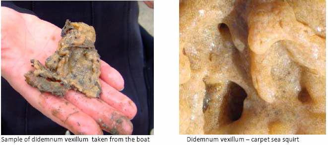 웨일즈 선박에서 발견된 부Sq착ui생rt)물 Didemnum vexillum (Carpet Sea