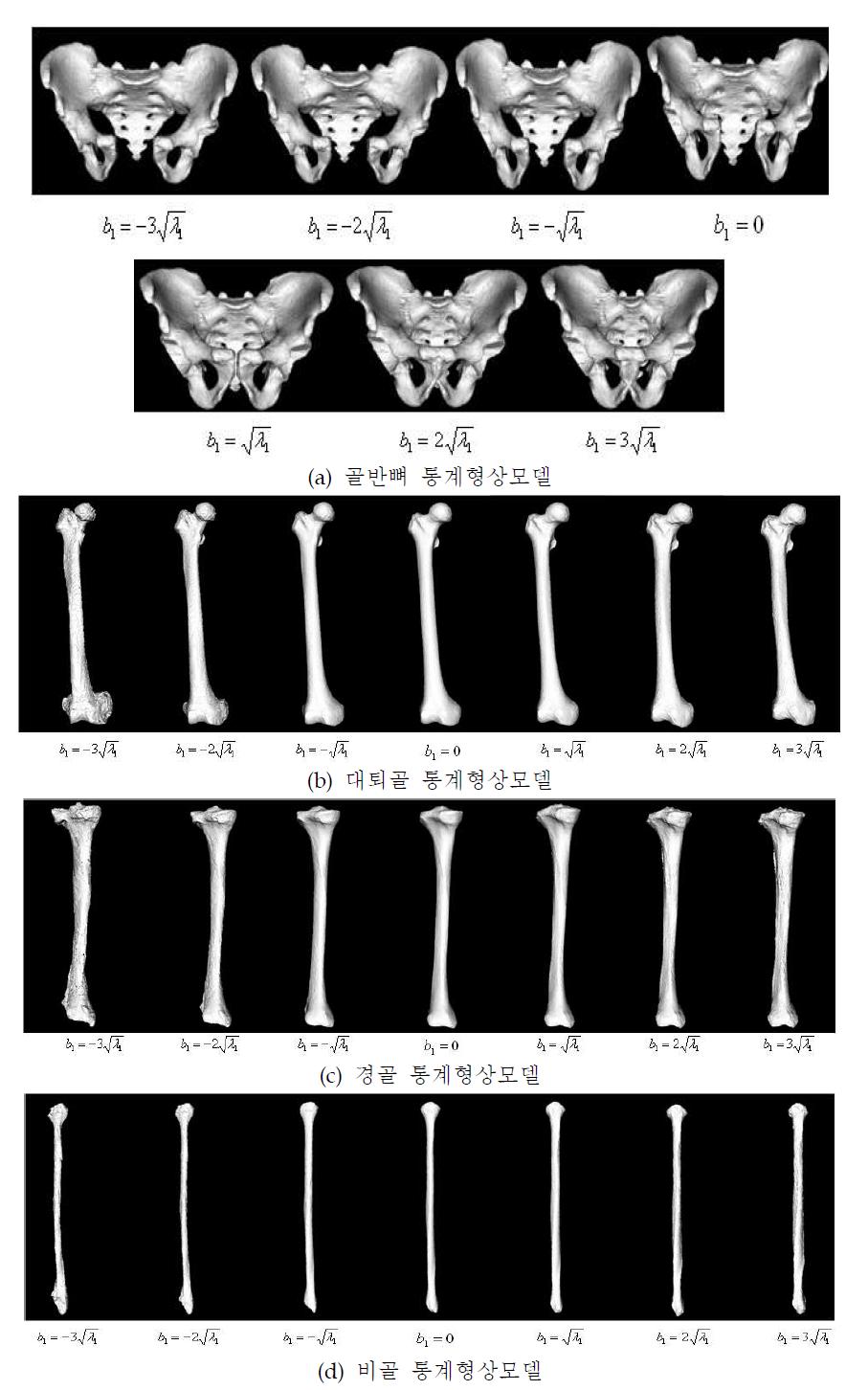 각 골격계 통계형상모델 생성 결과