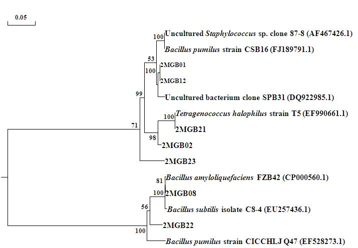 2MGDB의 세균 계통발생학적 관계