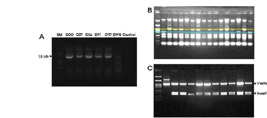 간장 세균 메타게놈 미생물 다양성 분석 (A, 16S rDNA PCR, B: Rapid screening에 의한 재조합 DNA 확인, C: 제한효소 절단에 의한 재조합 확인)