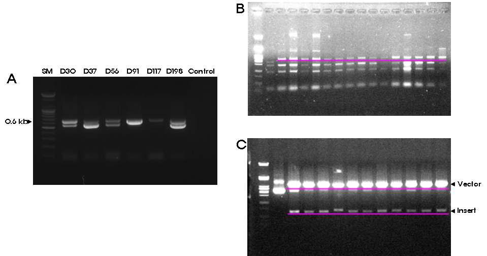 간장 효모 메타게놈 미생물 다양성 분석 (A, 26S rDNA PCR, B: Rapid screening에 의한 재조합 DNA 확인, C: 제한효소 절단에 의한 재조합 확인)