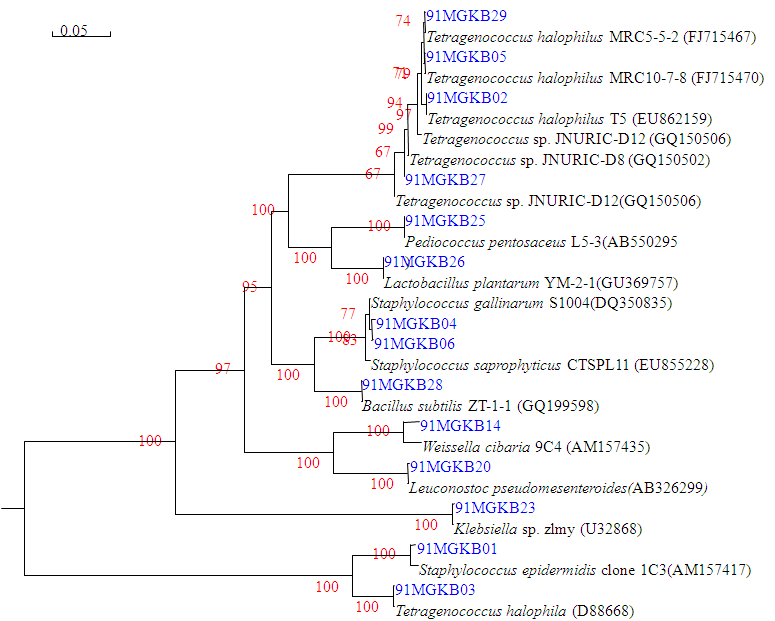 91MGKB의 세균 계통발생학적 관계