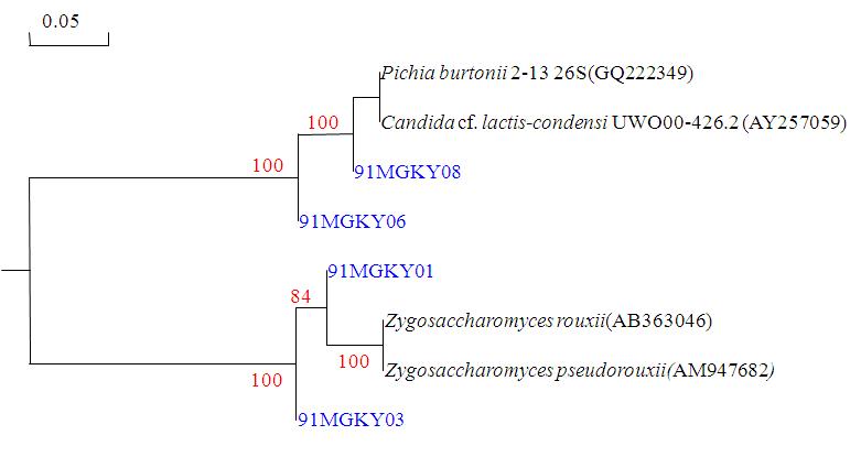 91MGKB의 효모 계통발생학적 관계