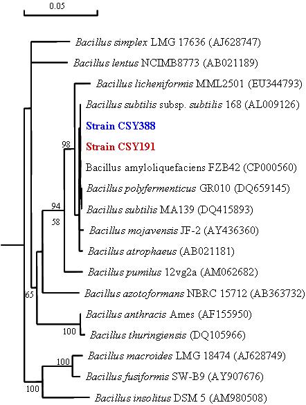 CSY191 및 CSY388과 다른 Bacillus 균주들과의 계통발생학적 유연관계