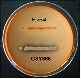 균주 CSY388의 hemolytic activity 확인