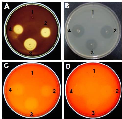 Bacillus sp. CSY191 및 CSY388 균주의 세포외 가수분해효소 활성 (A, amylase; B, protease; C, cellulase, D, xylanase; 1, E. coli; 2, CS90; 3, CSY191; 4, CSY388)
