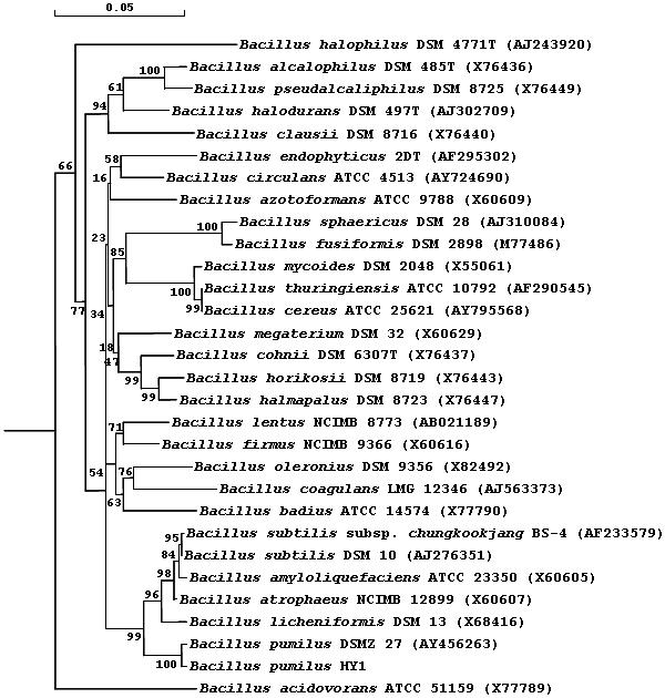 B. pumilus HY1과 다른 Bacillus 균주들과의 계통발생학적 유연관계