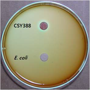 CSY191-surfactin의 hemolytic activity 확인