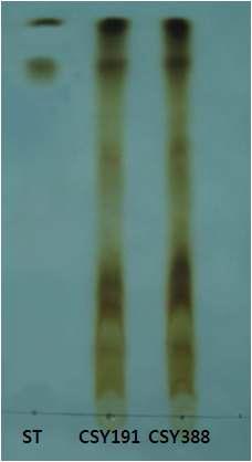 TLC판에서 균주 CSY191과 CSY388 유래 surfactin 물질 확인