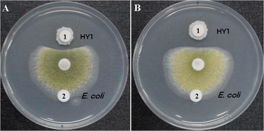 B. pumilus HY1의 항진균 활성