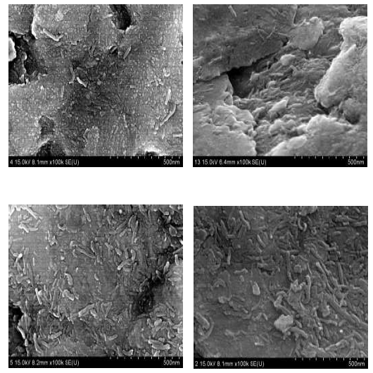 SEM image of the multiwalled carbon nanotube/copper composite powder (a) CNT 5vol% (b) CNT 10vol% (c) CNT 20vol% (d) CNT 30vol