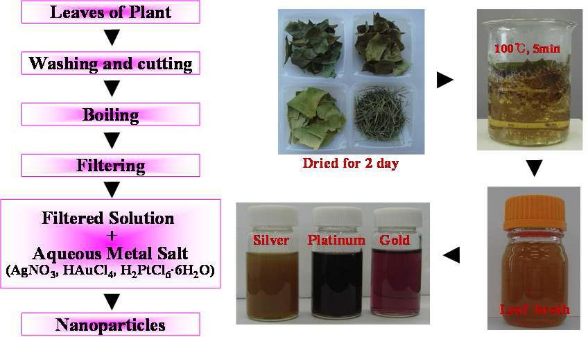 식물추출물을 이용한 금속 나노입자의 합성 모식도