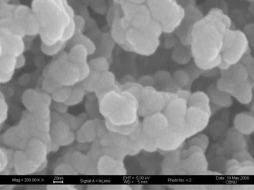 Tripolyphosphate(TPP)를 이용한 키토산 나노입자의 SEM 이미지.