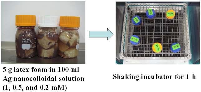 식물 추출물을 이용한 은 나노입자의 농도에 따른 라텍스 폼 침지 코팅.