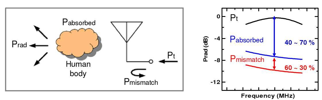 인체에 의한 방사 전력 손실
