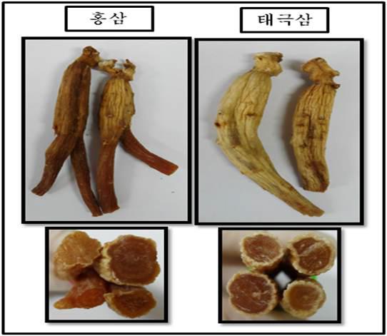 Appearance of Red ginseng and Taeguk ginseng.