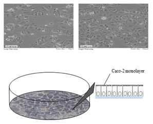 Caco-2 cell