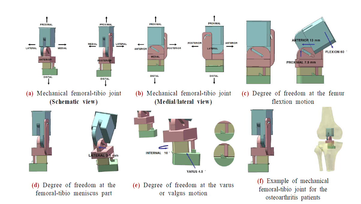 Schematic view of mechanical femoral-tibio joint made by this research group