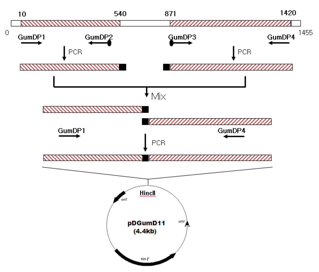 X. campestris의 gumD 유전자 변이용 재조합 플라스미드의 제조.