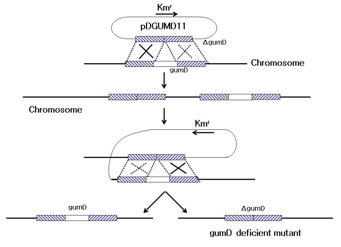 상동성 재조합을 통한 X. campestris의 gumD 유전자 결손 변이주 제조.