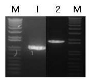 Primers GumDP1과 GumDP4로 증폭된 X. campestris 모균주와 gumD 유전자 기능 결손 변이주의 PCR 산물.