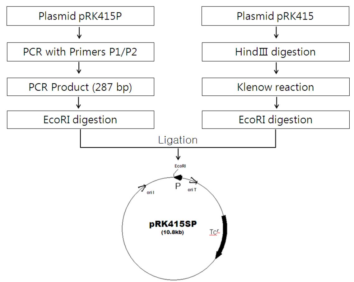 X. campestris에서 외래 유전자 발현용 vector pRK415SP의 제조.