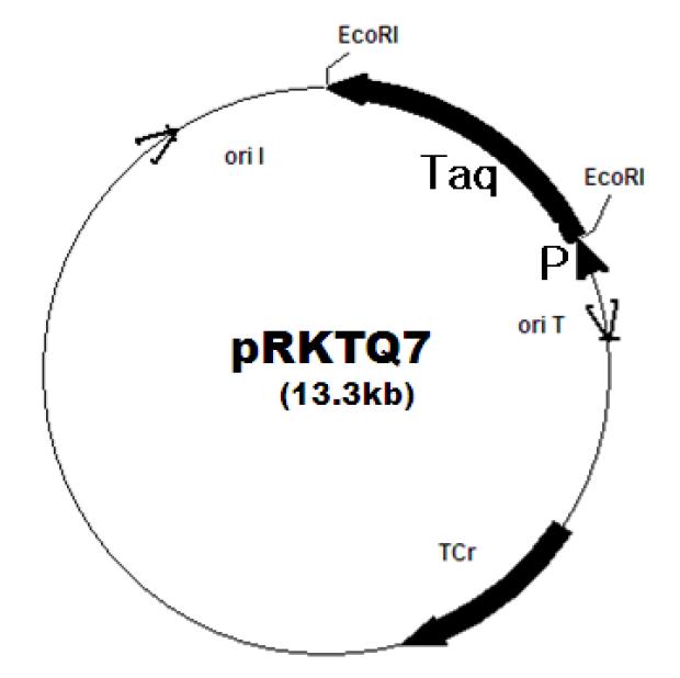 Taq DNA polymerase 유전자를 포함한 재조합 플라스미드 pRKTQ7의 유전자 지도.