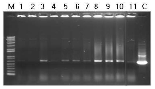 Plasmid pRKTQ7에 의한 X. campestris 형질전환주 콜로니를 이용한 PCR 산물.