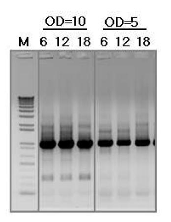 X. campestris (pRKTQ7)의 배양시간에 따른 배양균체를 사용하여 PCR을 수행한 산물.