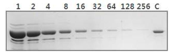 X. campestris (pRKTQ7)로부터 정제한 Taq DNA polymerase의 SDS-PAGE 사진.