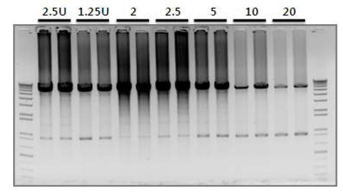 X. campestris (pRKTQ7)로부터 정제된 Taq DNA polymerase와 상품화 효소간의 사용효소량에 따른 PCR 산물양.