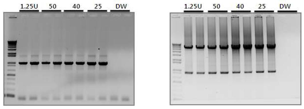 X. campestris (pRKTQ7)로부터 정제된 Taq DNA polymerase의 glycerol 첨가량에 따른 PCR 산물량.