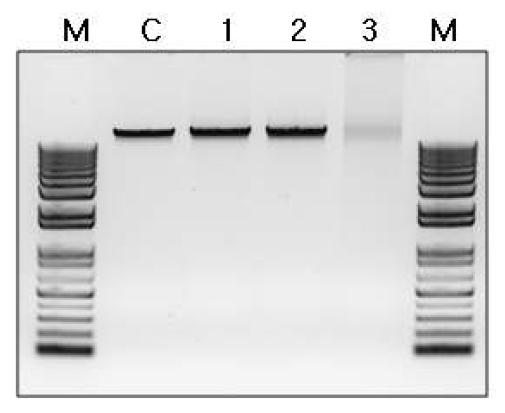 X. campestris (pRKTQ7)로부터 정제된 Taq DNA polymerase의 lambda phage DNA에 대한 endonuclease 분해활성.