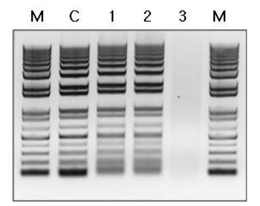 X. campestris (pRKTQ7)로부터 정제된 Taq DNA polymerase의 1 kb ladder DNA에 대한 exonuclease 분해활성.