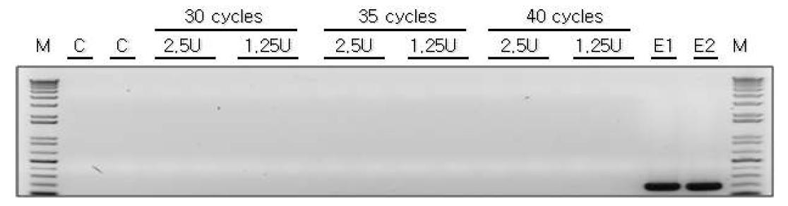 X. campestris (pRKTQ7)로부터 정제된 Taq DNA polymerase 효소시제품의 대장균 유래 DNA 검출분석.