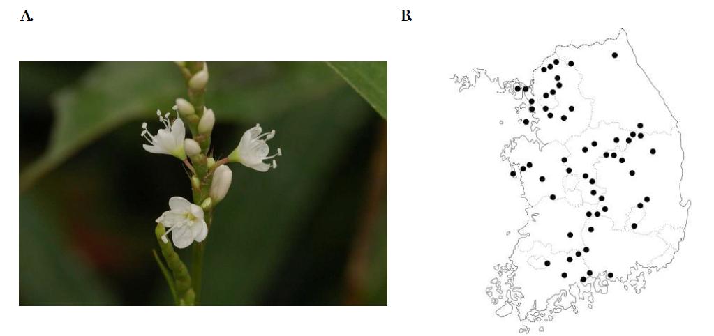 흰꽃여뀌 (Persicaria japonica), A : 사진, B : 국내분포