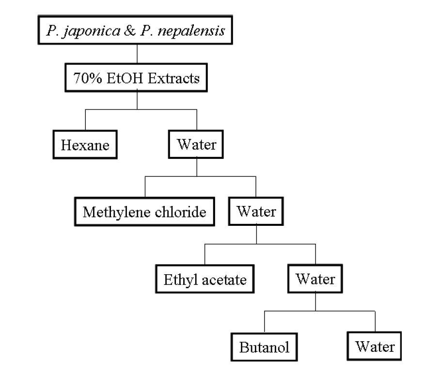 The scheme of Extractionation from P. japonica & P. nepalensis by using several organic solvents