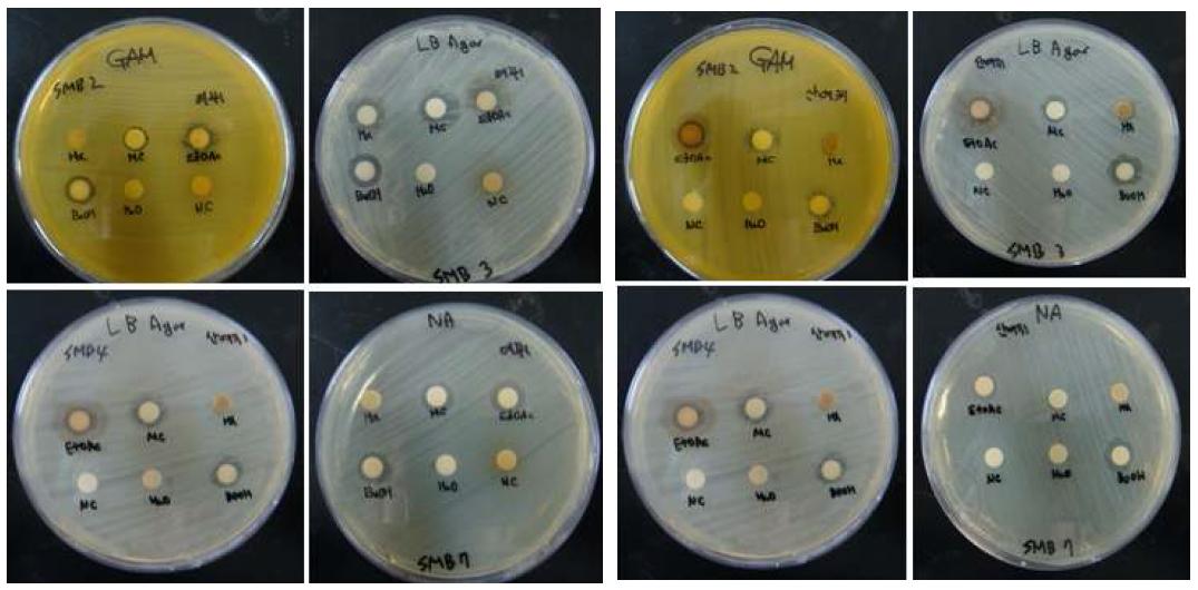 Antimicrobial activity of solvent fractions from P. japonica and P. nepalensis by using paper disc method