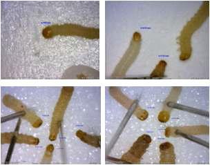 화랑곡나방 유충 두폭 측정