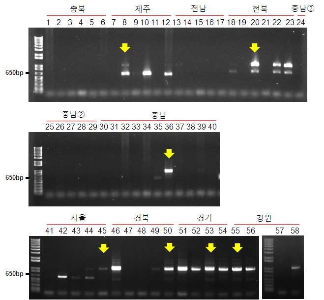 PCR amplification using ITS primers with extracted DNA from insect samples. Lane M : 1kb+ DNA ladder, Lane 1-58 : Plodia interpunctella. Yellow arrows are clones of analyzed insects from NCBI BLAST.