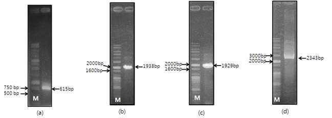 HSP27, HSC70, HSP72, HSP90의 60℃ PCR 산물