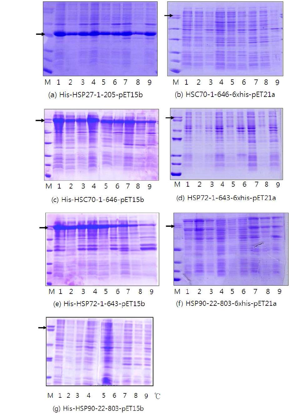 HSP27, HSC70, HSP72, HSP90 발현벡터를 대장균에 형질전환 시킨후 3가지 균주(DE3, plysS, RIPL)에서의 발현양상을 SDS-PAGE에서 확인. M : 마커 단백질(13.5, 18, 28, 40 60 70 kDa)