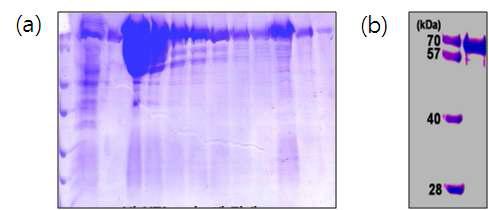 His-HSC70 단백질의 용출 분획과 최종 정제사진