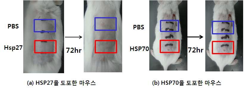 동물실험을 통한 HSP27과 HSP70의 피부 보호 효능 실험