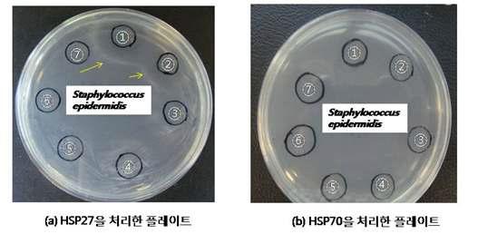 Staphylococcus epidermidis 의 HSP27과 HSP90에 대한 성장억제. ① 1ug/ml HSP27과 HSP90 ② 500ng/ml HSP27과 HSP90 ③ 250ng/ml HSP27과 HSP90 ④ 125ng/ml HSP27과 HSP90 ⑤ 62.5ng/ml HSP27과 HSP90 ⑥ 31.2ng/ml HSP27과 HSP90 ⑦ 15.6ng/ml HSP27과 HSP90
