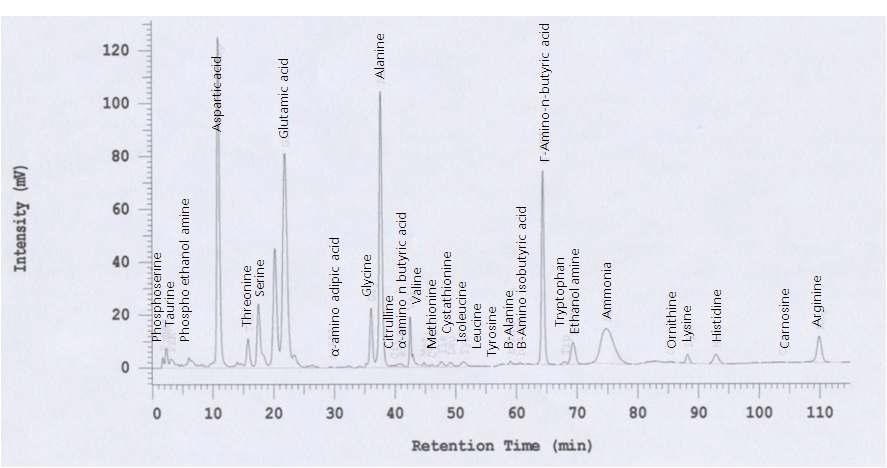 Chromatogram of free amino acids YW7758 by amino acid analyzer