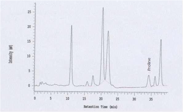 Chromatogram of free amino acids YW7758 by amino acid analyzer