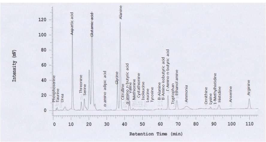 Chromatogram of free amino acids YW7760 by amino acid analyzer