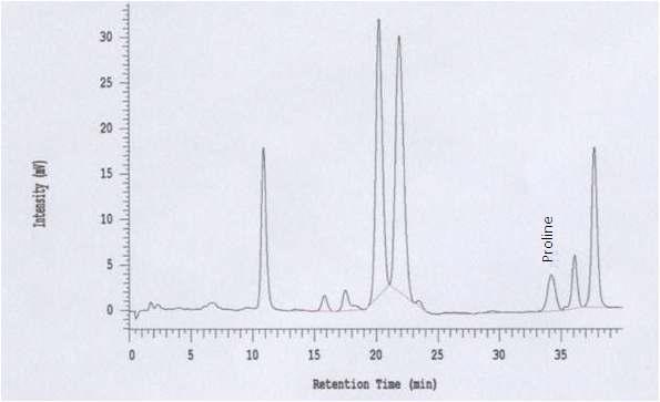 Chromatogram of free amino acids YW7760 by amino acid analyzer