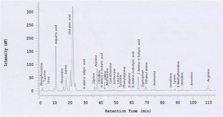 Chromatogram of free amino acids YC0110 by amino acid analyzer